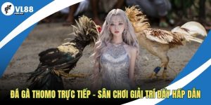 Đá gà Thomo trực tiếp